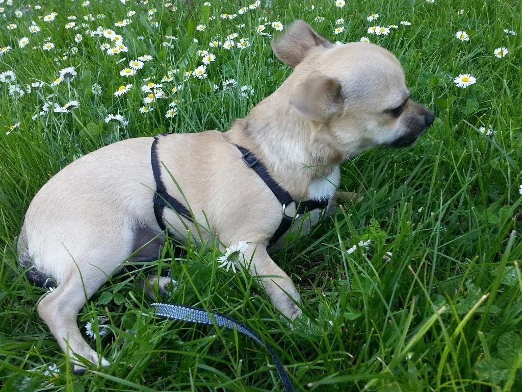 Jerry – Erinnerungsfoto