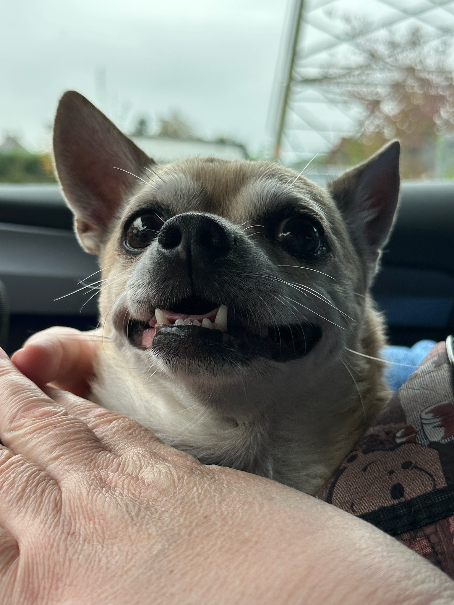 Jerry – Erinnerungsfoto