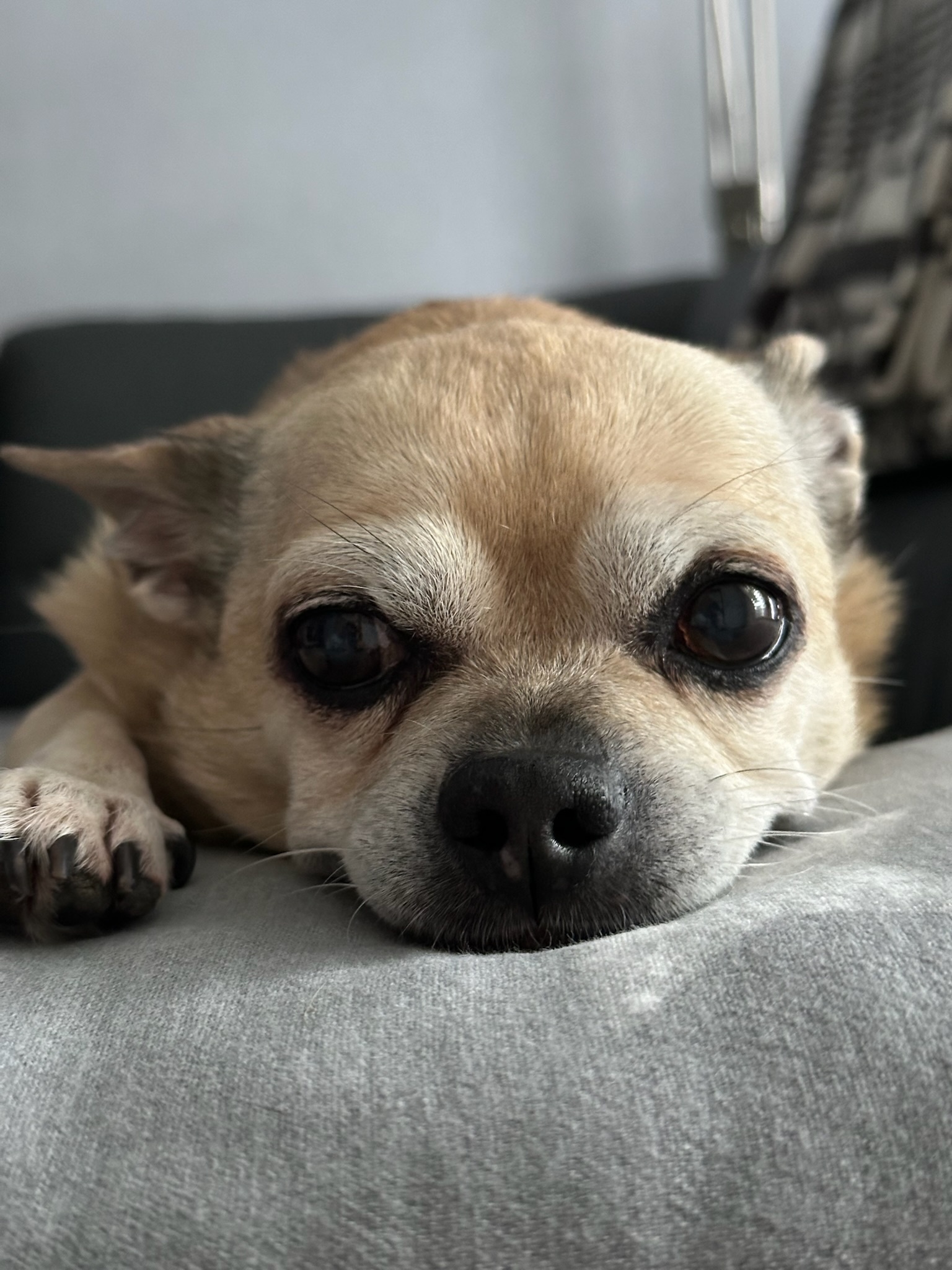 Jerry – Erinnerungsfoto